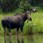 Fort Liard to Coal River Campground