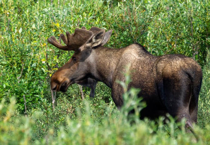 0056_0008_DSC04123_Alaska