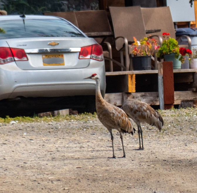 0083_0004_P1000841_Alaska