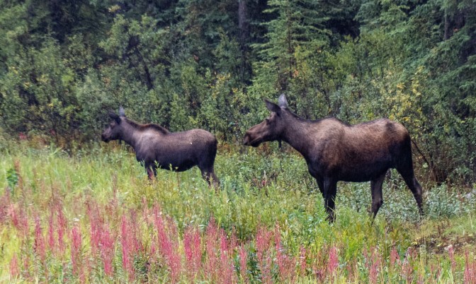 0102_0009_P1010059_Alaska