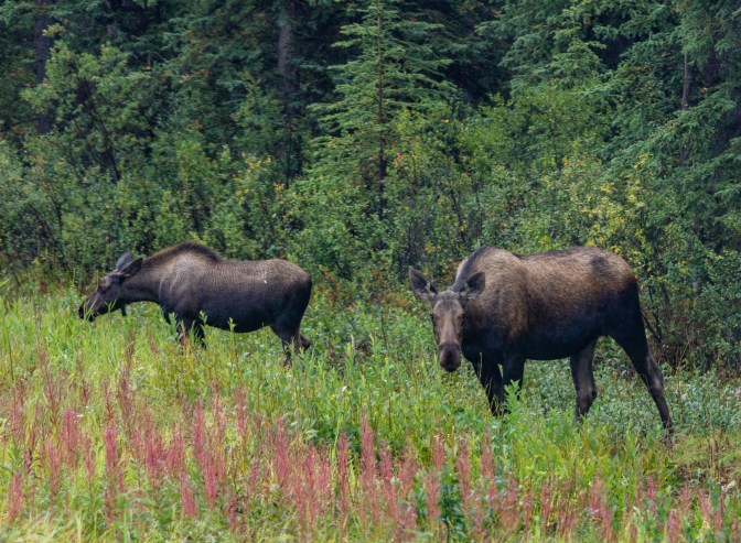 0103_0009_DSC04745_Alaska