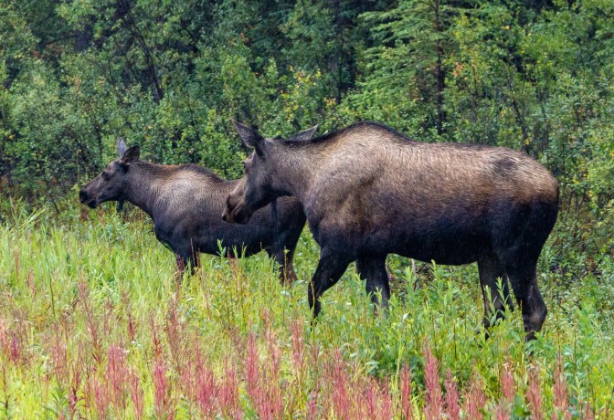 0103_0016_DSC04752_Alaska