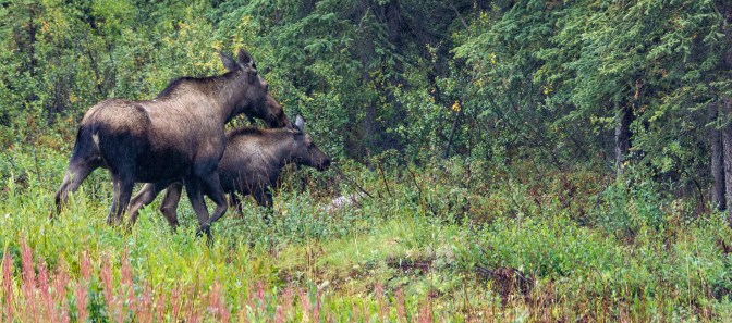 0103_0018_DSC04754_Alaska